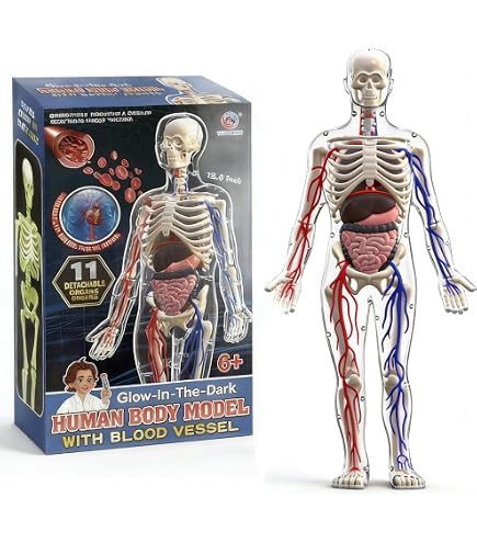 Amazon.co.jp: Ladruph 人体模型 パズル 3D 内臓取り外し可能 人体 Amazon.co.jp: Ladruph 人体模型 パズル 3D 内臓取り外し可能 人体